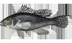 Black sea bass httpsuploadwikimediaorgwikipediacommons99