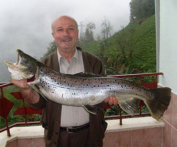 Black Sea salmon wwwfishingworldrecordscombundleshemaimagesp