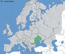 Black Sea tadpole-goby httpsuploadwikimediaorgwikipediacommonsthu