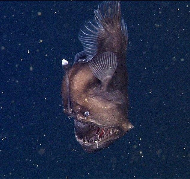 Black seadevil Black Seadevil39 fish found in the deep waters off California coast