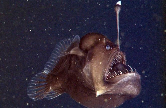 Black seadevil Black sea devil39 anglerfish filmed in its habitat for 1st time ever