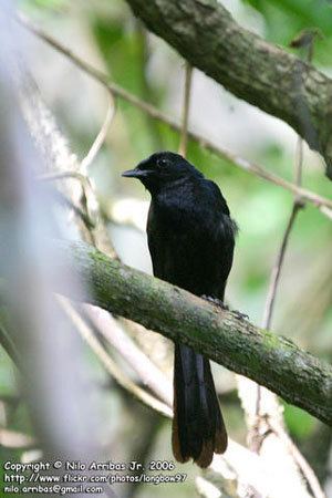 Black shama Black Shama Bird Gallery Birdwatchph