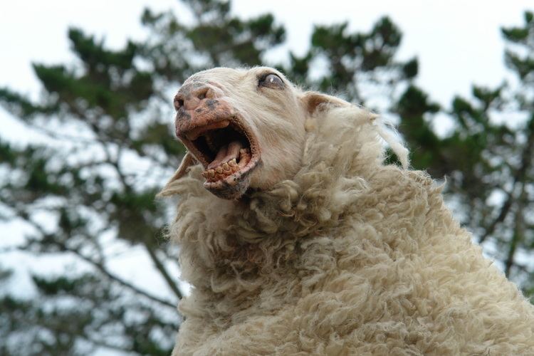 Black Sheep (2006 film) movie scenes Black Sheep is the sort of film that will appeal to fans of Peter Jackson s early horror comedies Braindead and Bad Taste Like these low budget films 