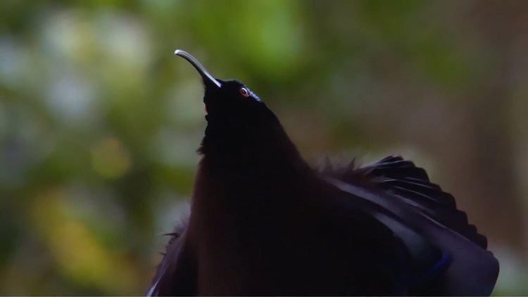 Black sicklebill Black Sicklebill Bird of Paradise Attenborough39s Paradise Birds