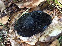 Black slug Black slug Wikipedia