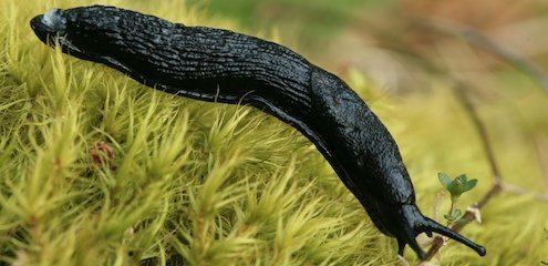 Black slug European black slug Trees for Life