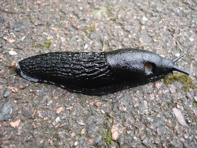 Black slug FileBlack slugjpg Wikipedia