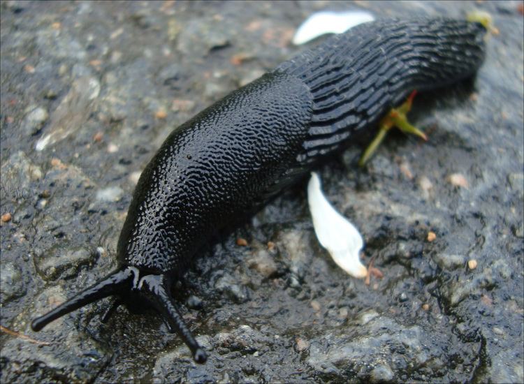 Black slug Black slug photo page everystockphoto