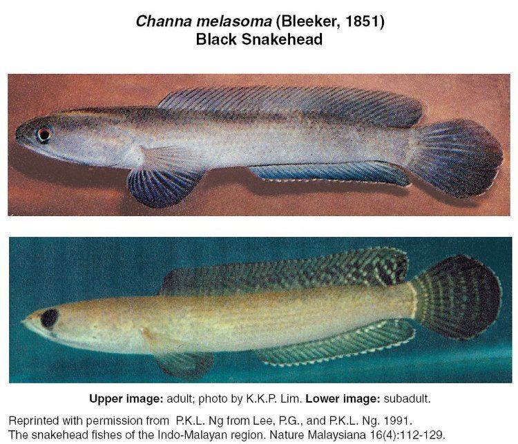 Black snakehead httpsarchiveusgsgovarchivesitesflbiology