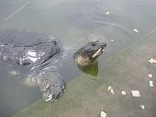 Black softshell turtle httpsuploadwikimediaorgwikipediacommonsthu