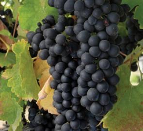 Black Spanish (grape) yourplantinfocomi295270assetsimgimagesgall