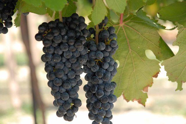 Black Spanish (grape) Black Spanish Bunch Grape Vine Ison39s Nursery amp Vineyard