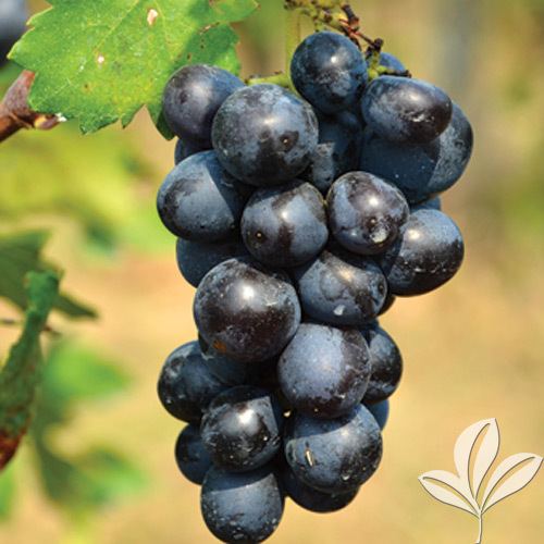 Black Spanish (grape) Black Spanish Grape Texas Pecan Nursery