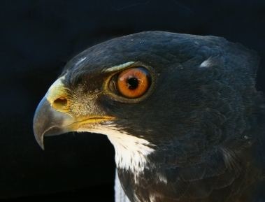 Black sparrowhawk Black Sparrowhawks Of the Cape Peninsula