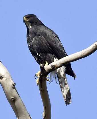 Black sparrowhawk httpsuploadwikimediaorgwikipediacommonsthu