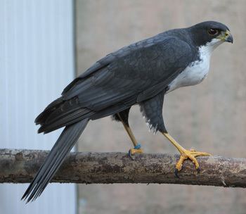Black sparrowhawk Falcon Mews breeders of Goshawks and Accipiter hybrids
