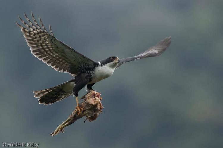 goshawk vs sparrowhawk