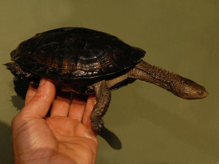Black spine-neck swamp turtle Black SpinyNecked Swamp Turtle for sale from The Turtle Source