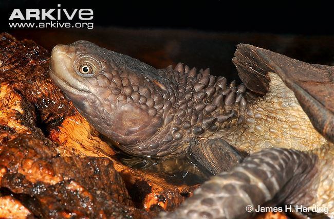 Black spine-neck swamp turtle Black spineneck swamp turtle photo Acanthochelys spixii G79862