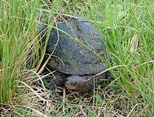 Black spine-neck swamp turtle Black spineneck swamp turtle Wikipedia