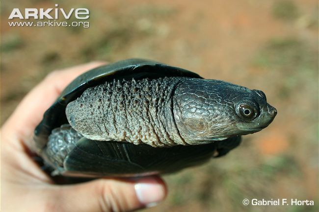 Black spine-neck swamp turtle Black spineneck swamp turtle photo Acanthochelys spixii G125989