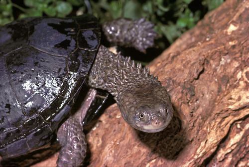 Black spine-neck swamp turtle httpsstaticinaturalistorgphotos183321mediu