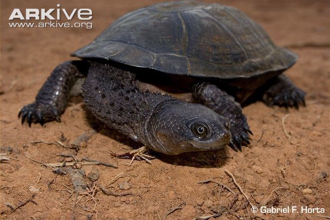Black spine-neck swamp turtle Black spineneck swamp turtle videos photos and facts