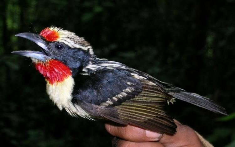 Black-spotted barbet Blackspotted Barbet Capito niger videos photos and sound