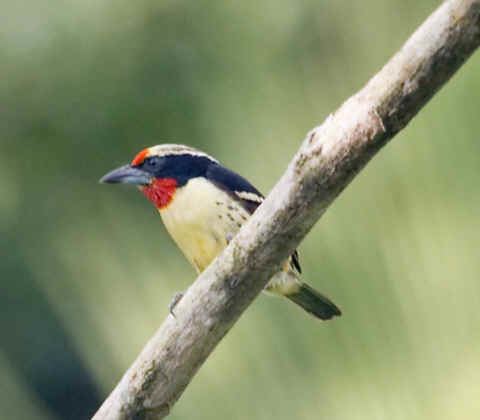 Black-spotted barbet Blackspotted Barbet