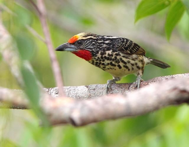 Black-spotted barbet Blackspotted Barbet Capito niger videos photos and sound