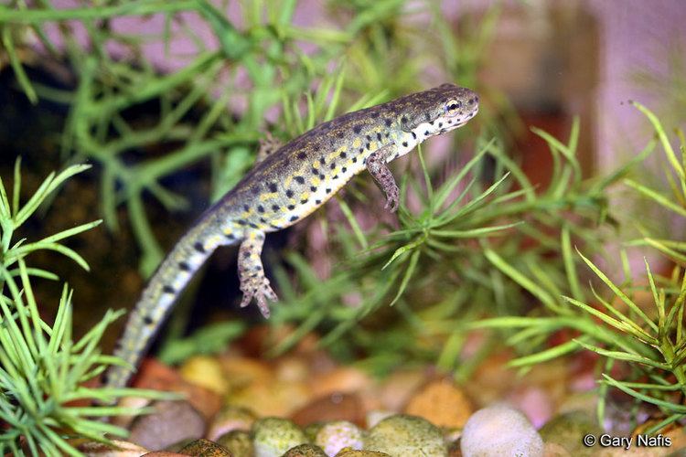 Black-spotted newt Blackspotted newt WildEarth Guardians