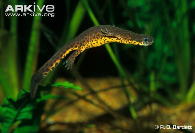 Black-spotted newt Blackspotted newt videos photos and facts Notophthalmus
