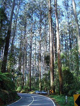 Black Spur Black Spur Wikipedia