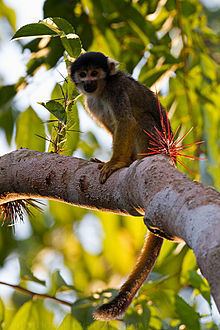 Black squirrel monkey httpsuploadwikimediaorgwikipediacommonsthu
