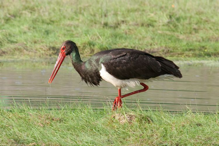 Black stork blackstork5jpg