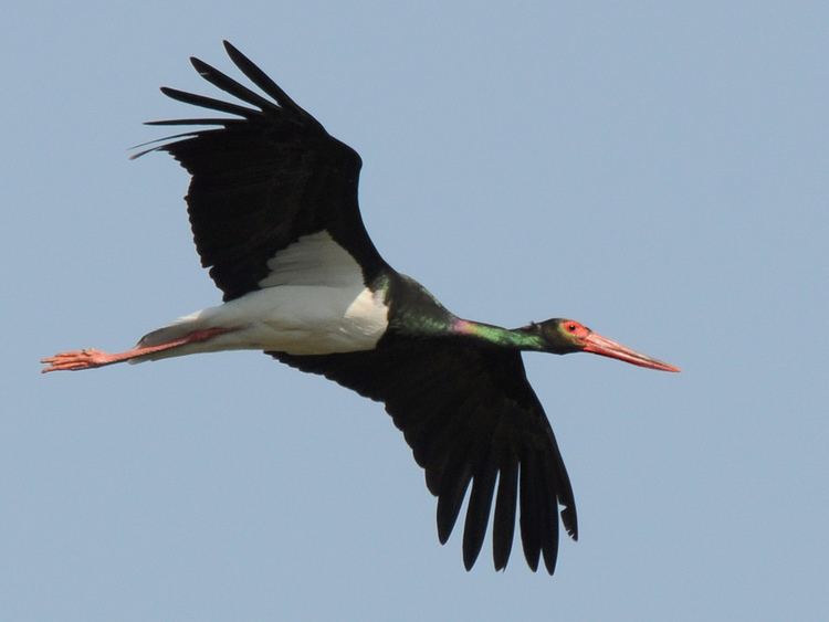 Black stork Black Stork Birds of Karnataka Part 1 iNaturalistorg