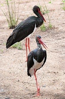 Black stork httpsuploadwikimediaorgwikipediacommonsthu