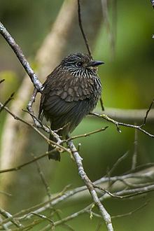 Black-streaked puffbird Blackstreaked puffbird Wikipedia