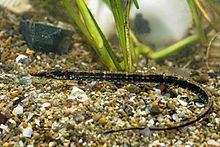 Black-striped pipefish httpsuploadwikimediaorgwikipediacommonsthu