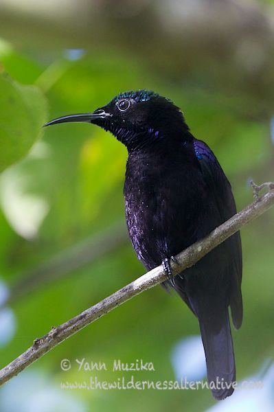 Black sunbird orientalbirdimagesorgimagesdatahalmahera32jpg