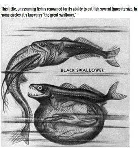 Black swallower An Introduction to the Black Swallower Ocean Monster with Facts and