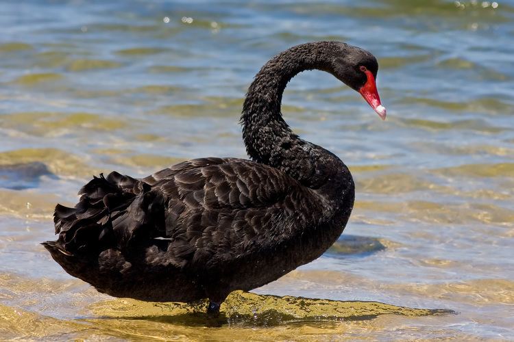 Black swan Black swan Wikipedia