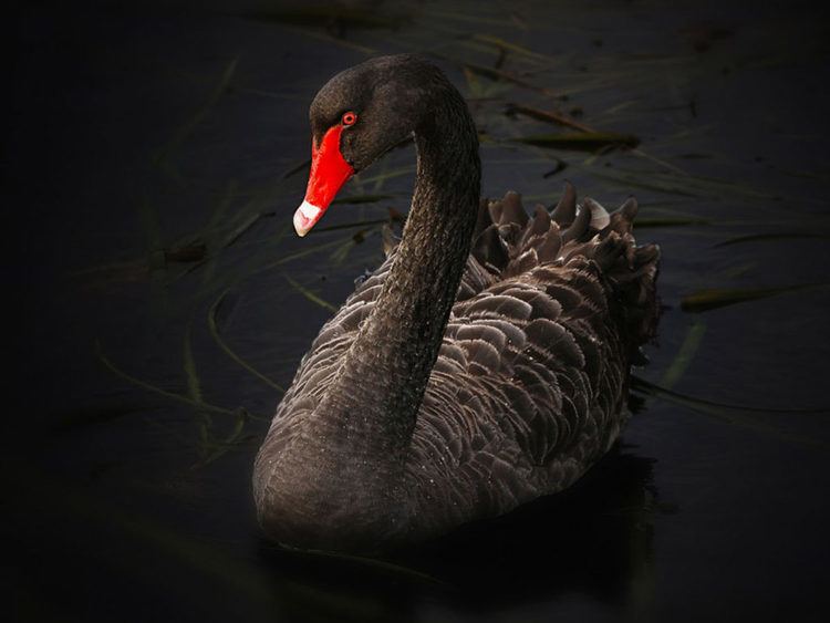 Black swan Swan Symbolism amp The Black Swan Wild Gratitude
