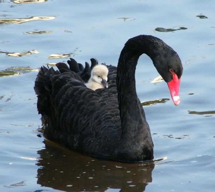 Black swan - Alchetron, Free Encyclopedia