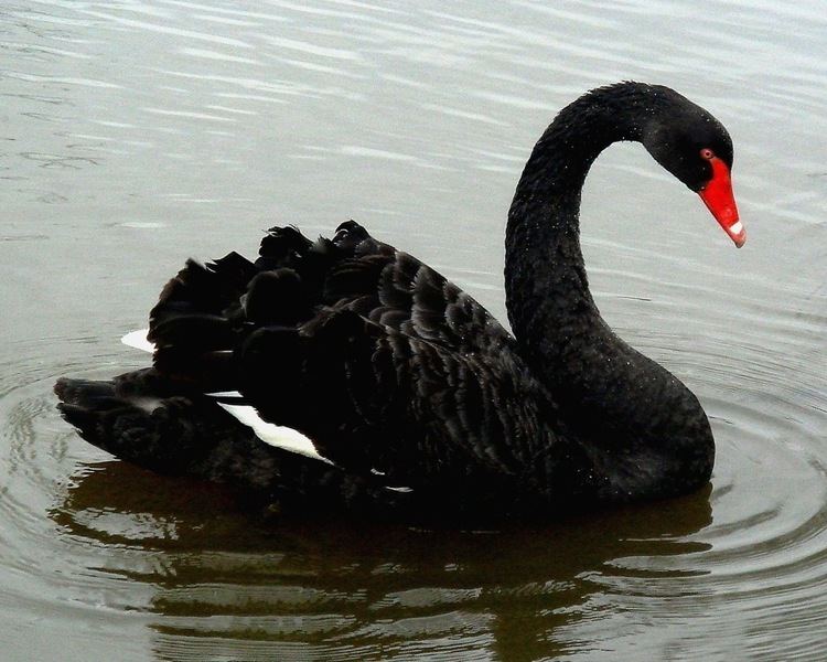 Black swan Black Swan Animal wallpaper