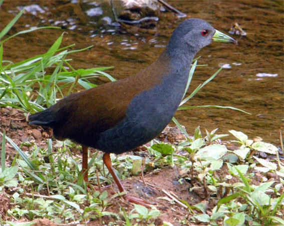 Black-tailed crake Surfbirds Online Photo Gallery Search Results
