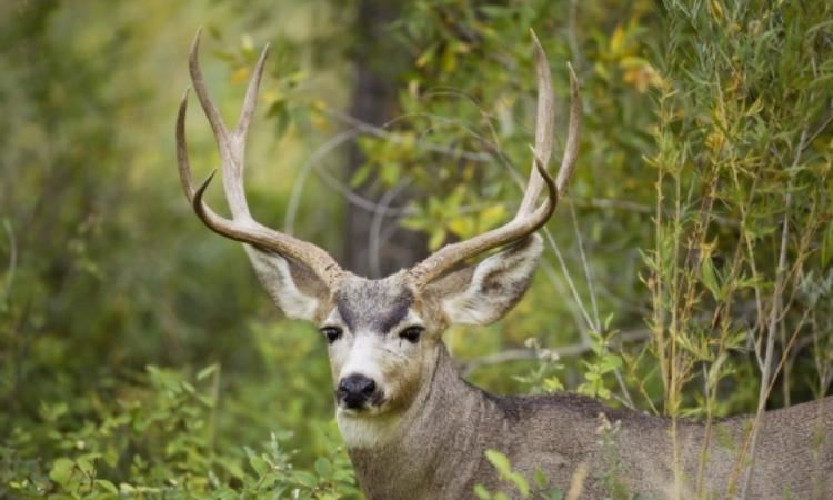 Black-tailed deer Blacktailed Deer Tracks and Sign Wilderness Awareness School