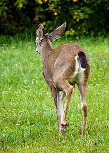 Black-tailed deer httpsuploadwikimediaorgwikipediacommonsthu