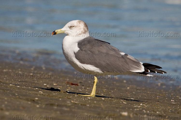 Black-tailed gull Surfbirds Online Photo Gallery Search Results
