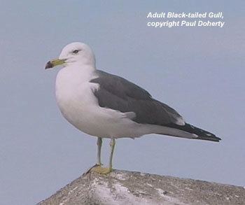 Black-tailed gull Blacktailed Gull identification photoessay by Paul Doherty